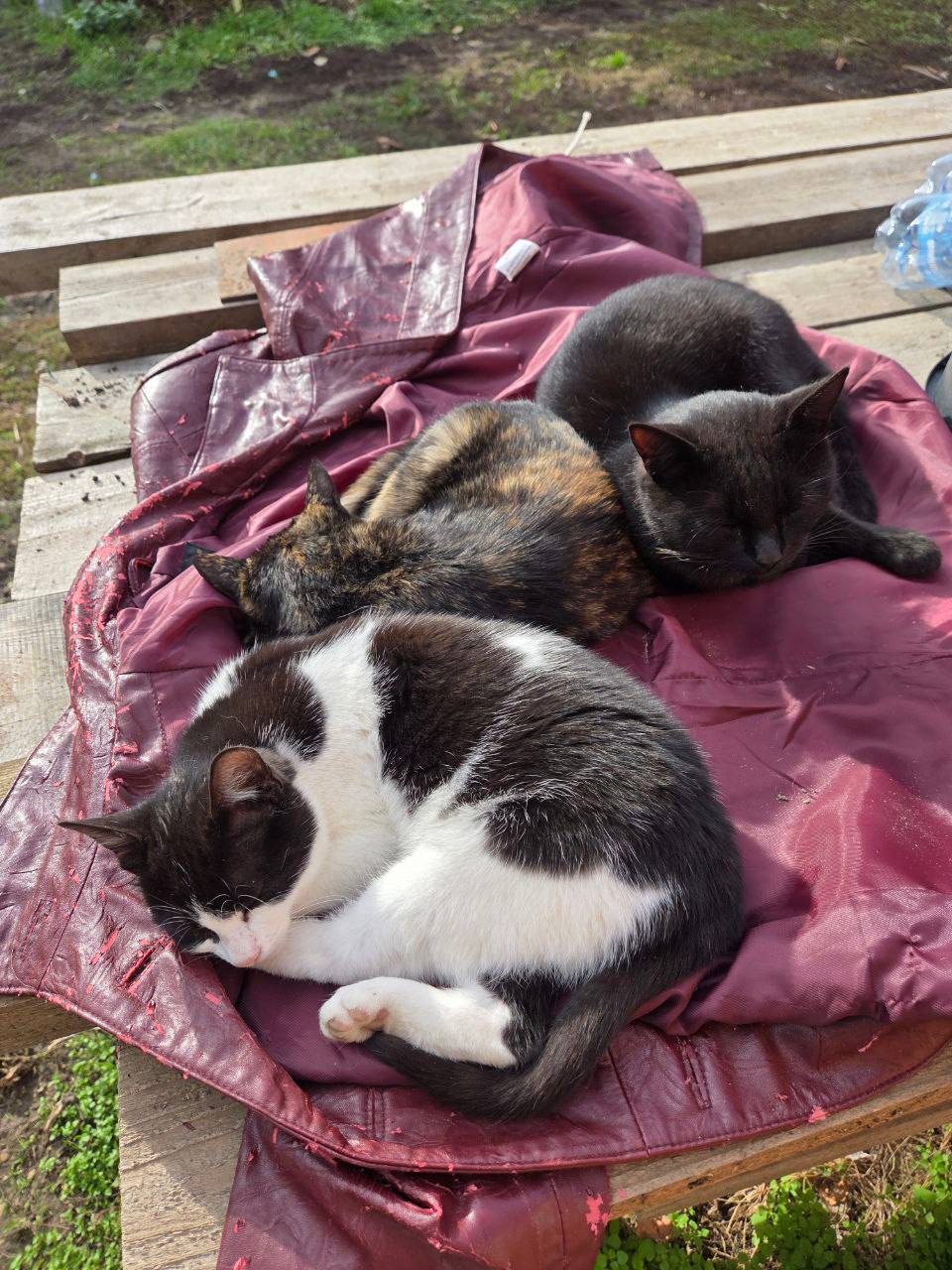 О погоде на 27 ноября. В Краснодарском крае переменная облачность О погоде на 27 ноября. В Краснодарском крае переменная облачность