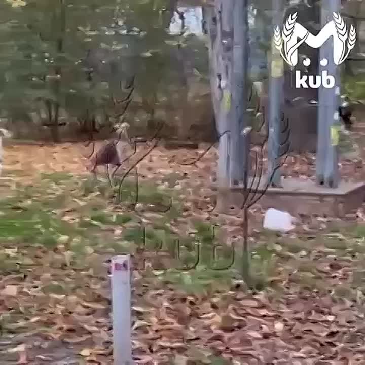 Стая дворняг нападает на школьников в Краснодаре