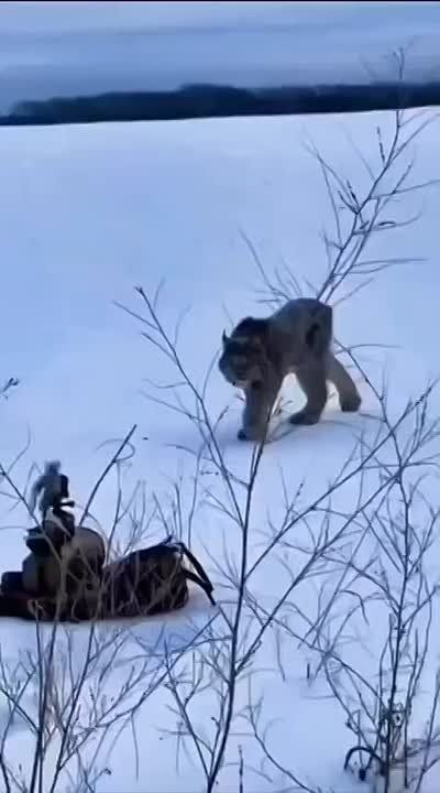 Все коты одинаковые: огромная рысь на Камчатке подошла к фотоловушке только из-за игрушки из зоомагазина