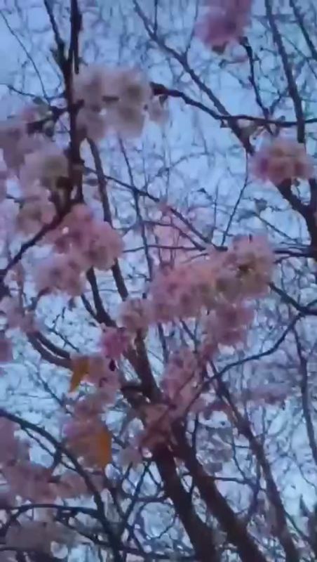 «Красиво, но аномально»: в Краснодаре зацвела слива