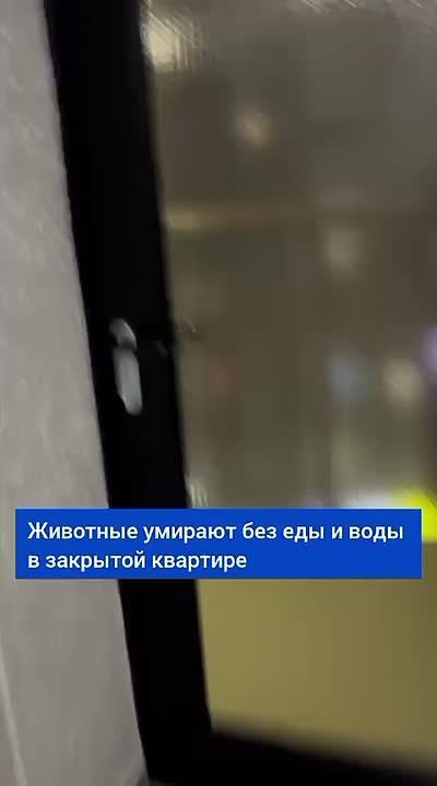 Животных оставили умирать в закрытой квартире в Краснодаре