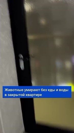 Животных оставили умирать в закрытой квартире в Краснодаре