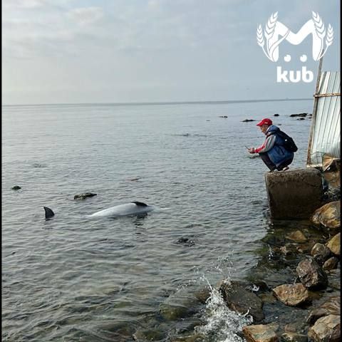 ������� ��������� ������� ����������� �� ������ �����