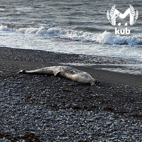 Мертвых дельфинов массово выбрасывает на берега Анапы Мертвых дельфинов массово выбрасывает на берега Анапы