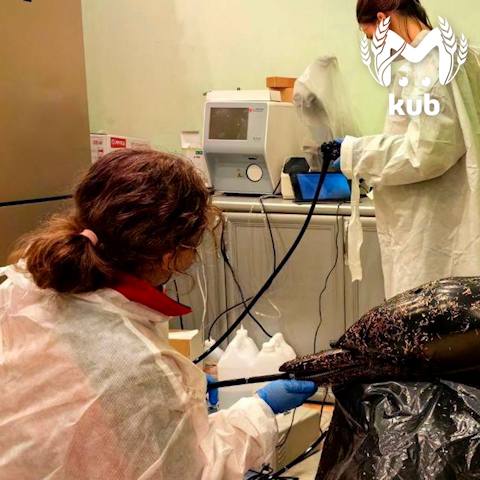 Мертвых дельфинов массово выбрасывает на берега Анапы Мертвых дельфинов массово выбрасывает на берега Анапы