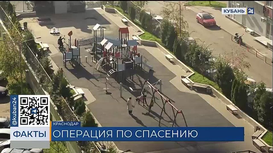 Удочками забрасывали еду в соседскую квартиру: краснодарцы не на шутку обеспокоились судьбой чужих питомцев