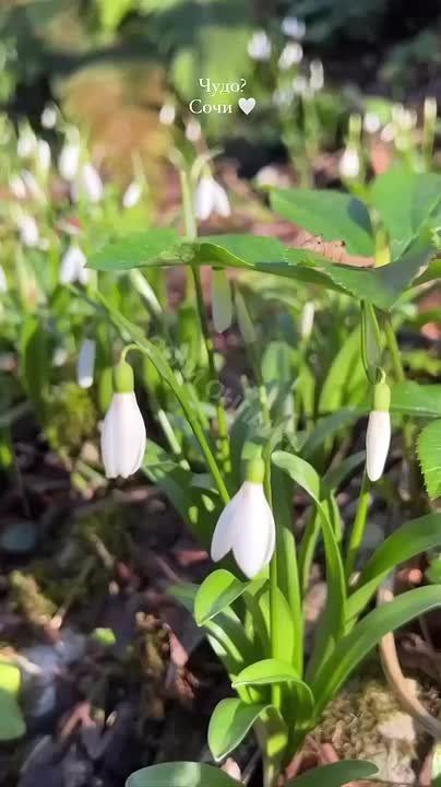 Сочи настолько не вписывается ни в какие законы природы, что там уже распустились подснежники