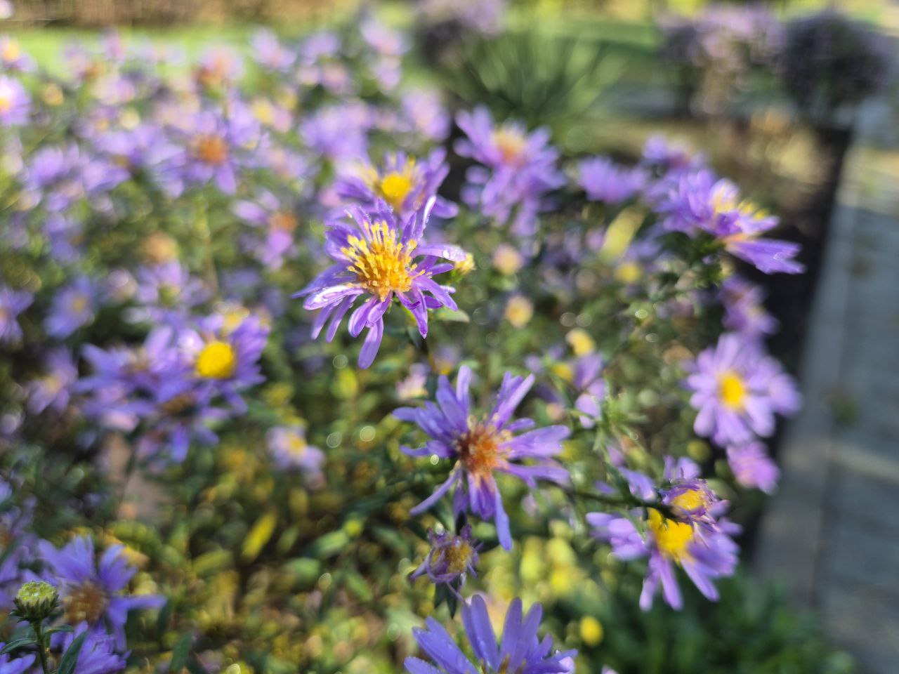 Последний день осени принесет небольшой дождь