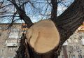 В Краснодаре вырубили дубовую аллею: власти объяснили, почему это произошло