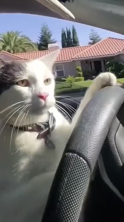 Внимание, водители!. С декабря в силу вступят сразу несколько новых правил