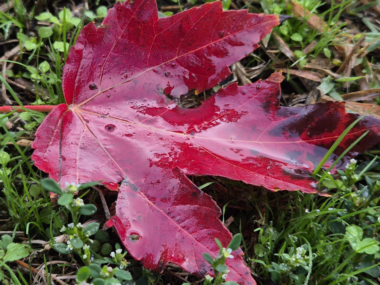 Последний день осени принесет небольшой дождь Последний день осени принесет небольшой дождь