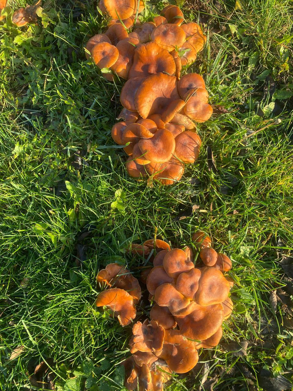 О погоде на 30 ноября. В Краснодарском крае переменная облачность О погоде на 30 ноября. В Краснодарском крае переменная облачность