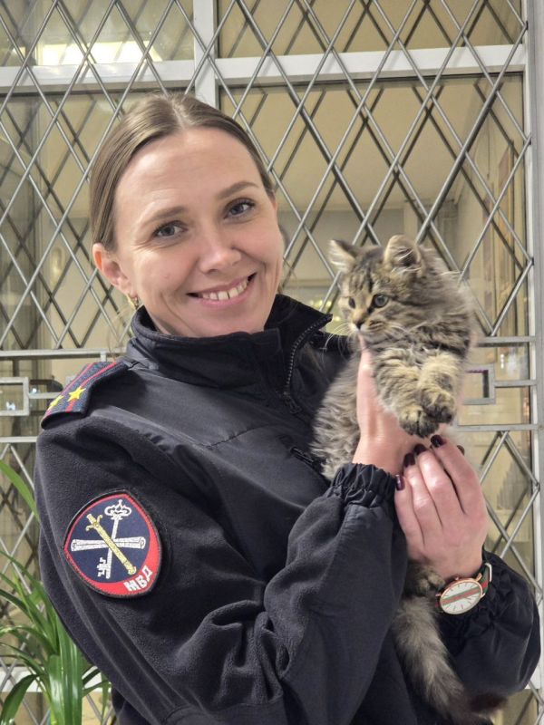 Приблудившийся котёнок - новый "инспектор по спокойствию"