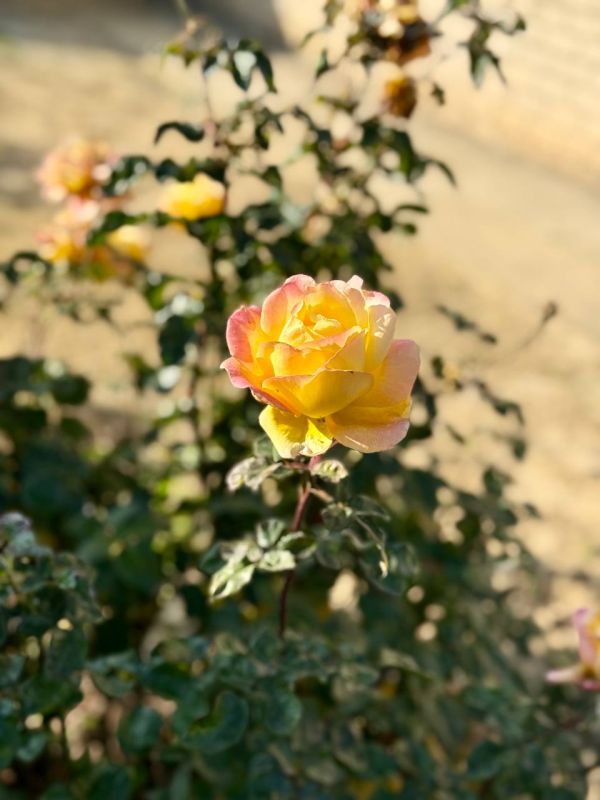 Доброе утро!. Сегодня, 1 декабря 2025 года, понедельник — первый день зимы! Пусть это символическое начало холодного сезона станет стартом для новых замыслов и тёплых моментов