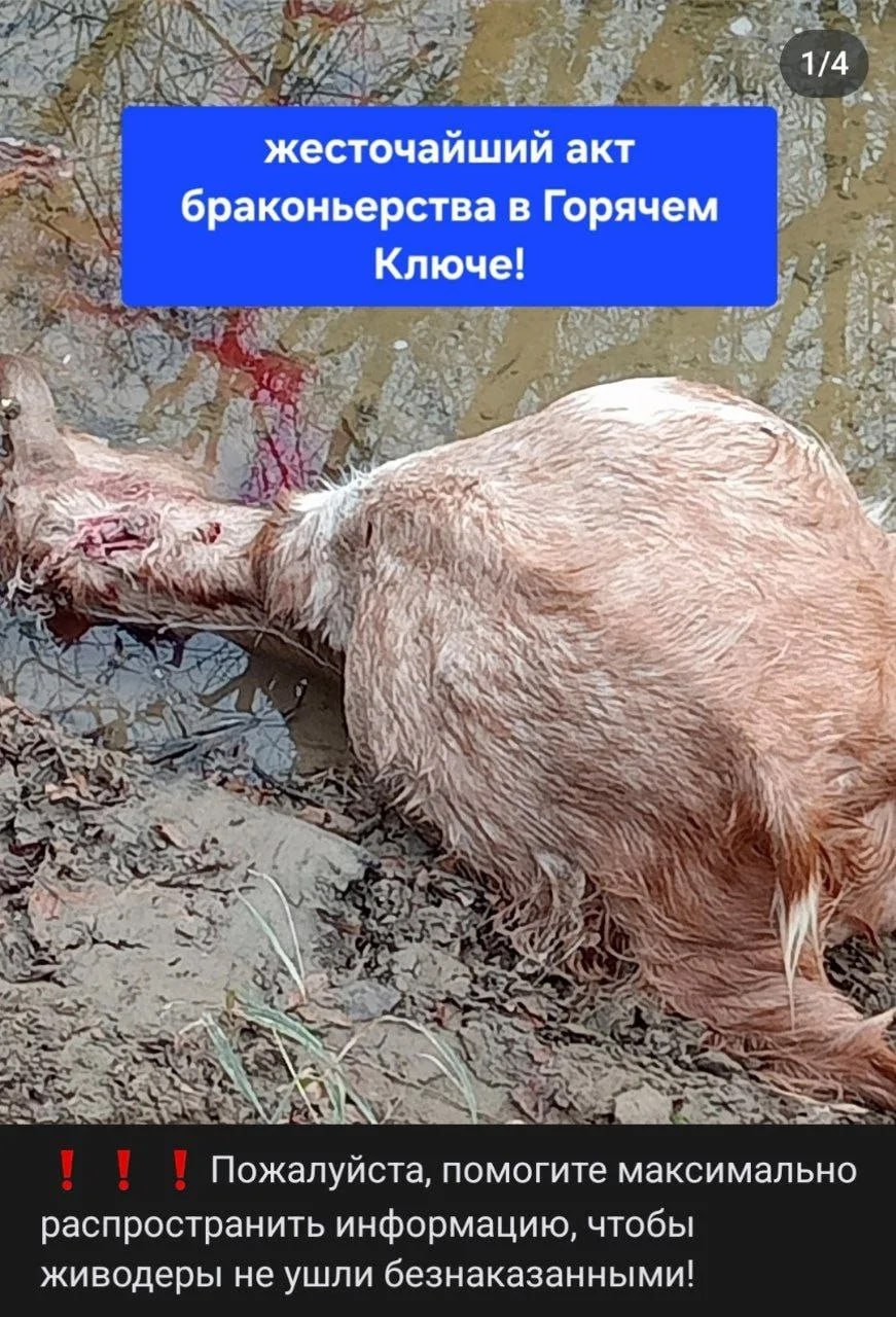 Браконьеры расстреляли домашних коз под Горячим Ключом