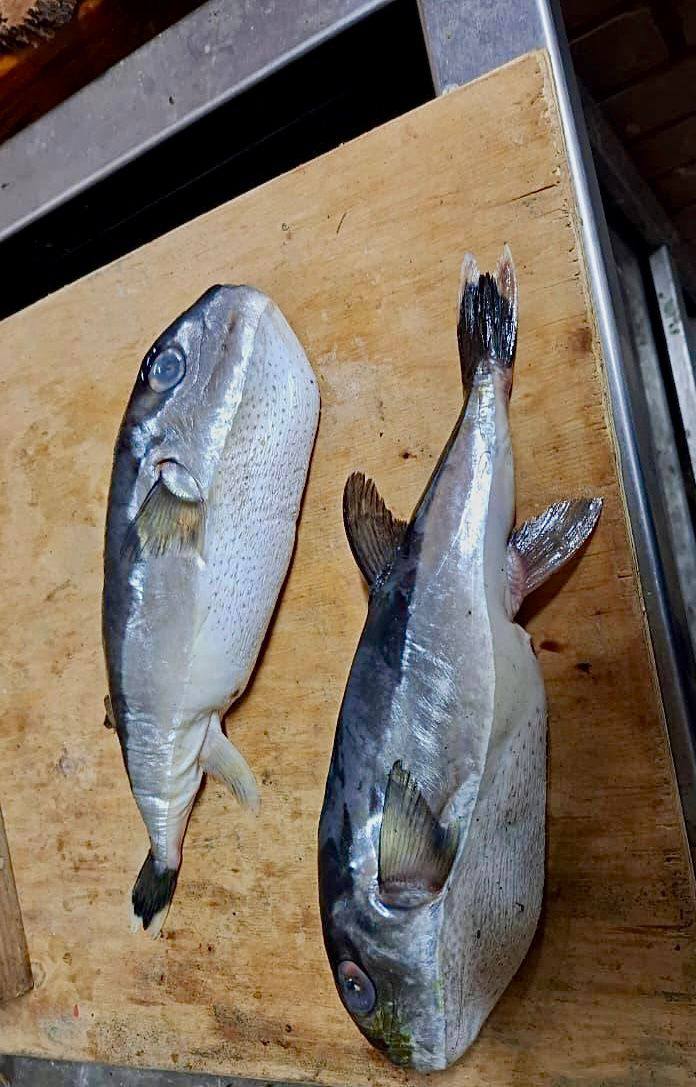 Ядовитую рыба продали под видом скумбрии покупателю в магазине в краснодарском Тихорецке Ядовитую рыба продали под видом скумбрии покупателю в магазине в краснодарском Тихорецке