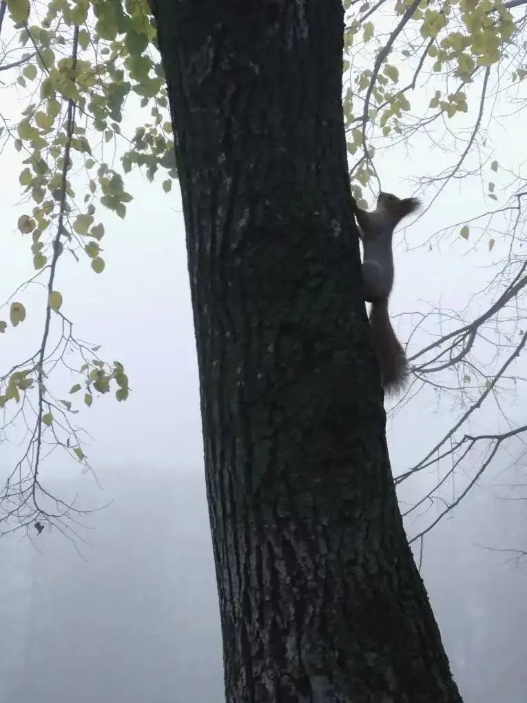 В Ботаническом саду наступила поздняя осень В Ботаническом саду наступила поздняя осень