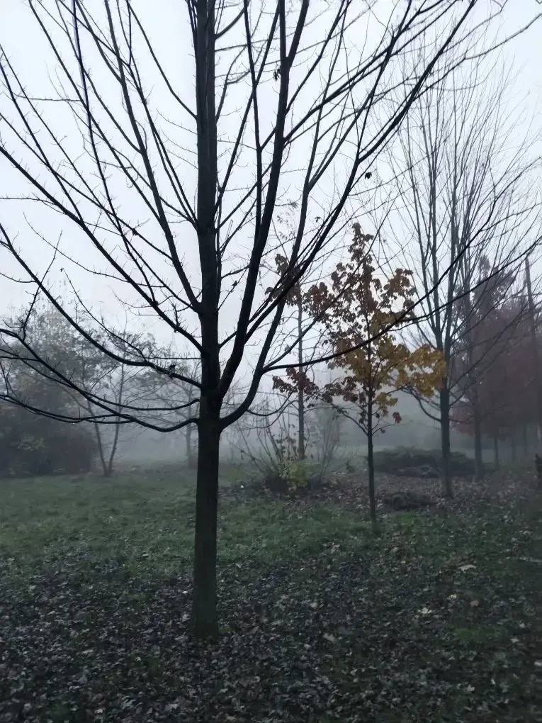 В Ботаническом саду наступила поздняя осень В Ботаническом саду наступила поздняя осень