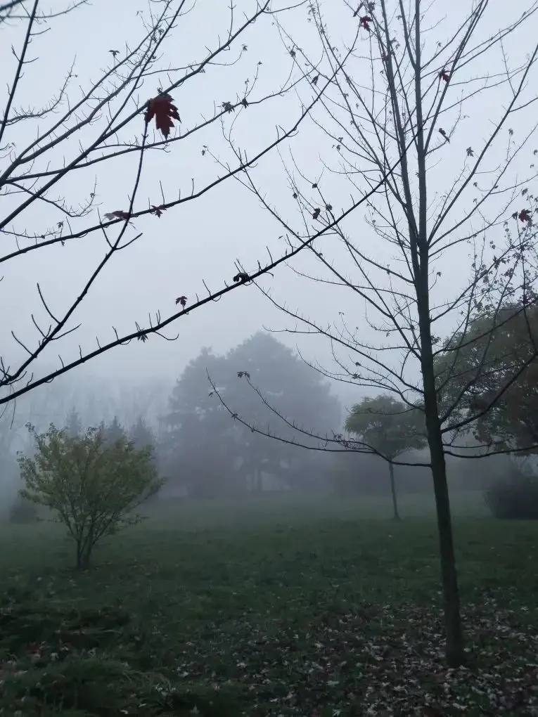 В Ботаническом саду наступила поздняя осень В Ботаническом саду наступила поздняя осень