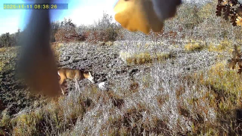 Животные на Кубани получили вкусняшки на добавку