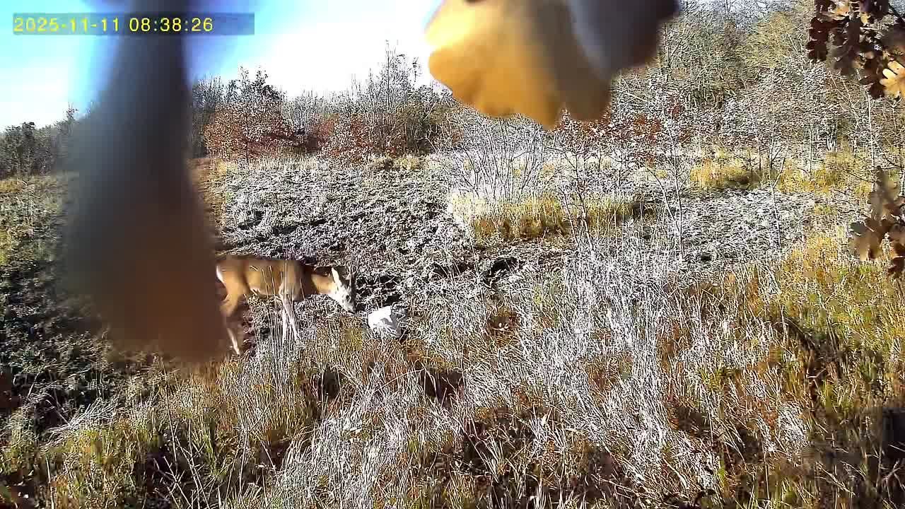 Животные на Кубани получили вкусняшки на добавку