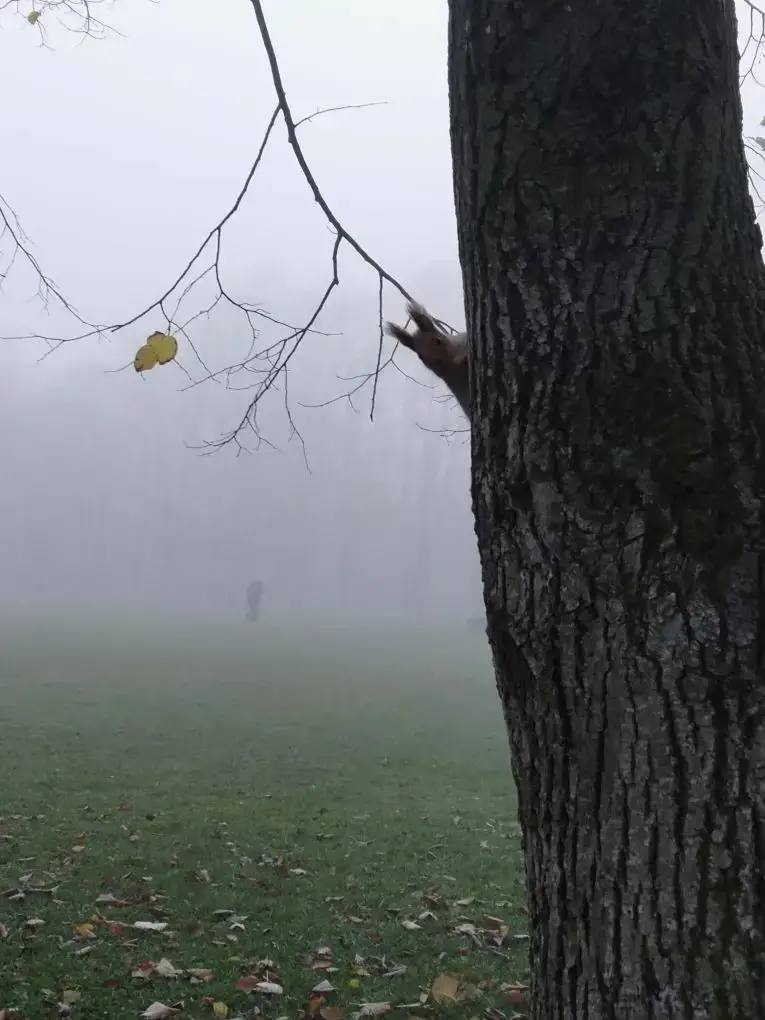 В Ботаническом саду наступила поздняя осень В Ботаническом саду наступила поздняя осень