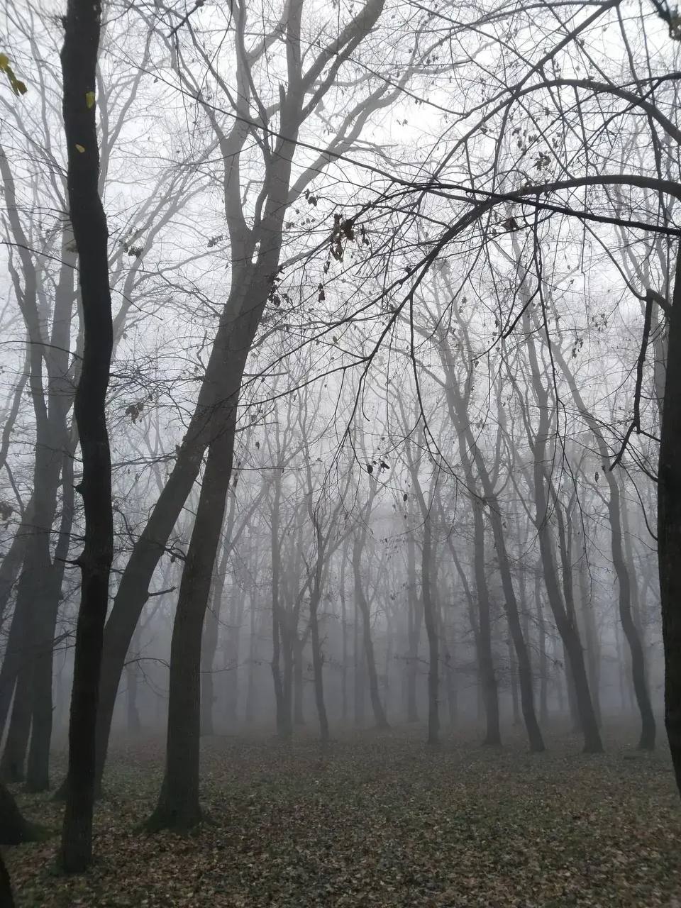 В Ботаническом саду наступила поздняя осень В Ботаническом саду наступила поздняя осень