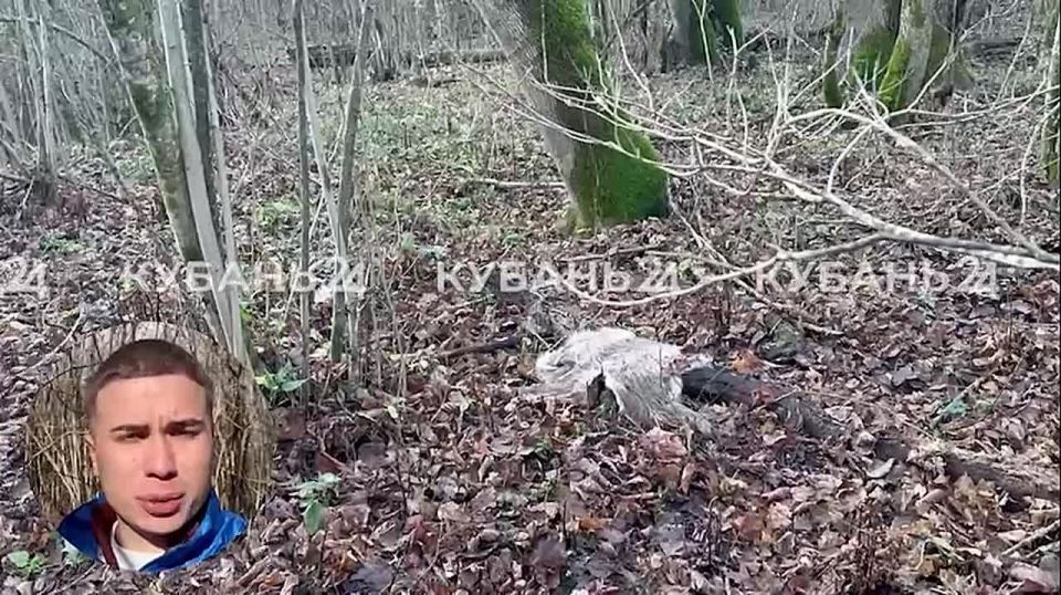 Домашних коз застрелили неизвестные недалеко от Горячего Ключа