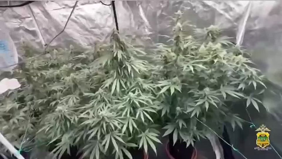 В Сочи в квартире нашли плантацию конопли