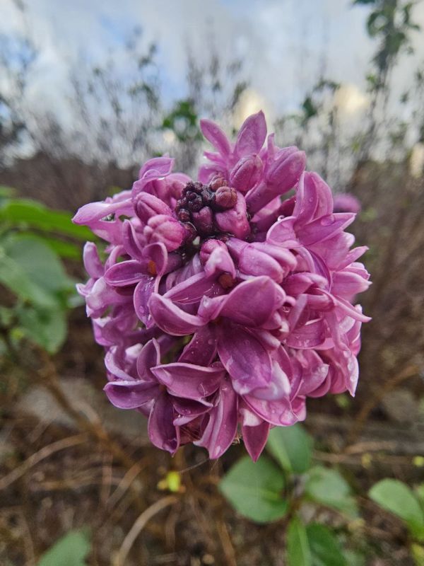 �������� �������� ���������� �������� ������� ������