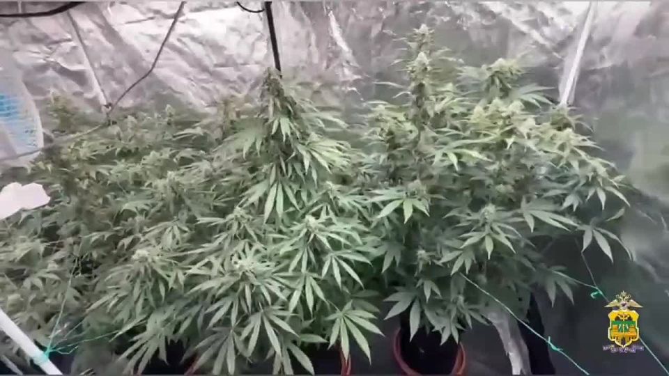 Житель Сочи культивировал коноплю на съемной квартире