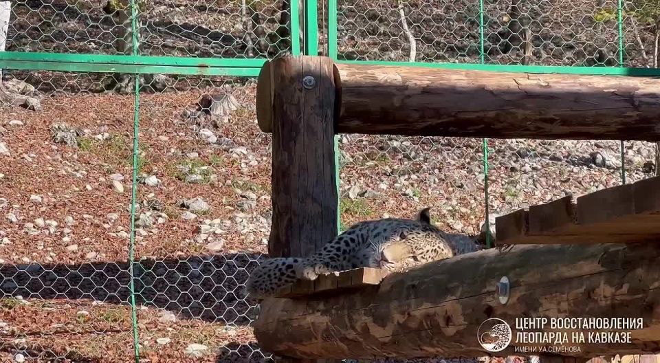 Леопард Умка переехал в новый вольер: недовольство – на морде