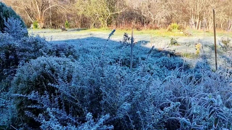 Иней укрыл цветы и травы сегодня утром в Апшеронске