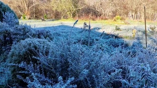 Иней укрыл цветы и травы сегодня утром в Апшеронске