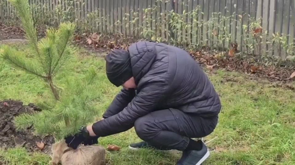 Новые сосны посадили вдоль бульвара Приозёрный