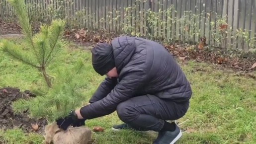 Новые сосны посадили вдоль бульвара Приозёрный