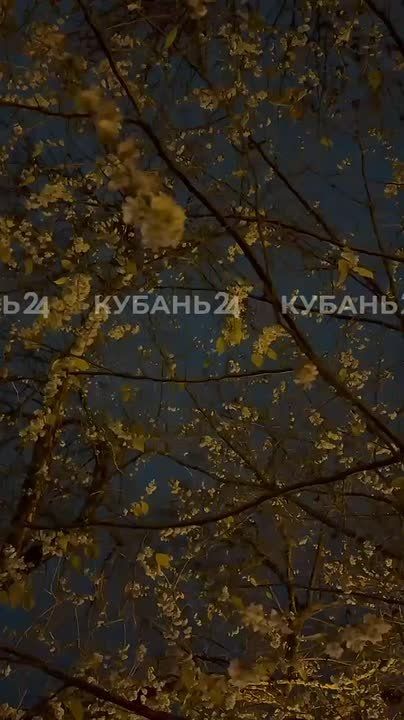 На календаре — зима, на деревьях — соцветия