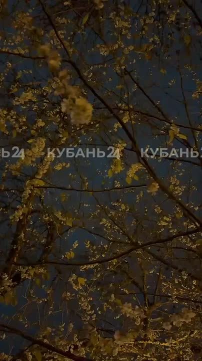 На календаре — зима, на деревьях — соцветия