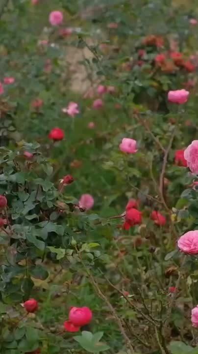 В Тимашевске до сих пор цветут розы