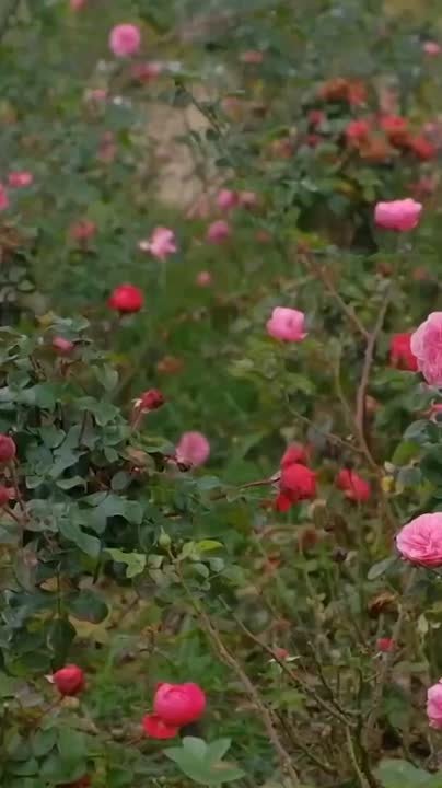 В Тимашевске до сих пор цветут розы