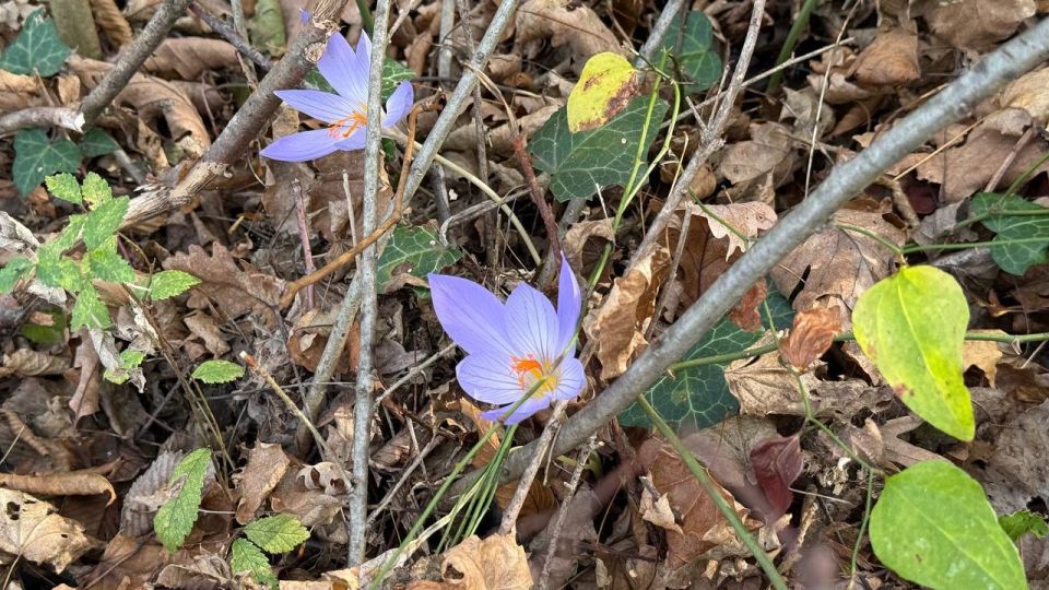 ������� ������ �� 7 �������