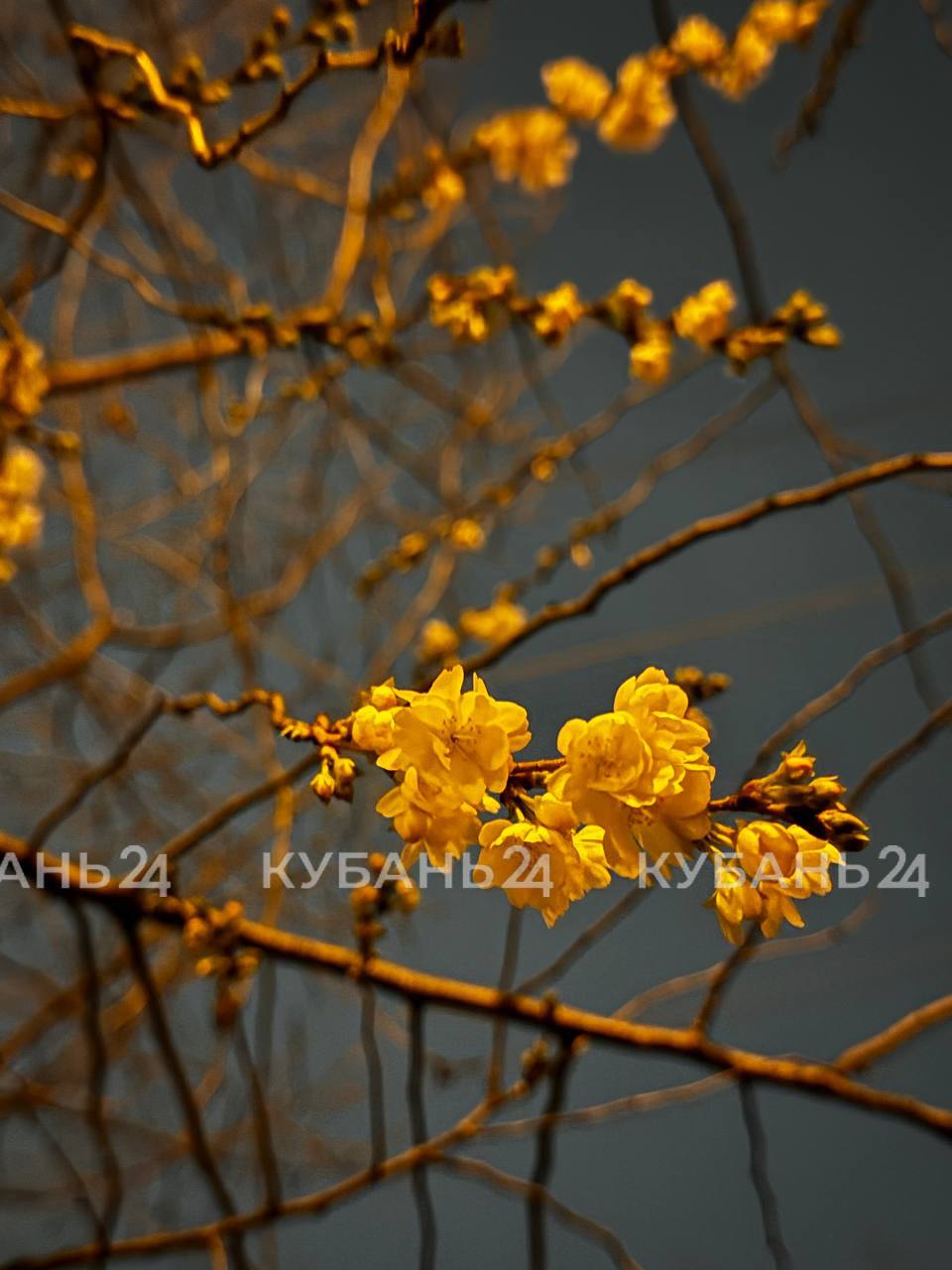 На календаре — зима, на деревьях — соцветия На календаре — зима, на деревьях — соцветия