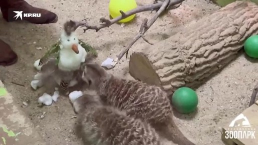 Сурикаты впервые увидели снег в Челябинском зоопарке