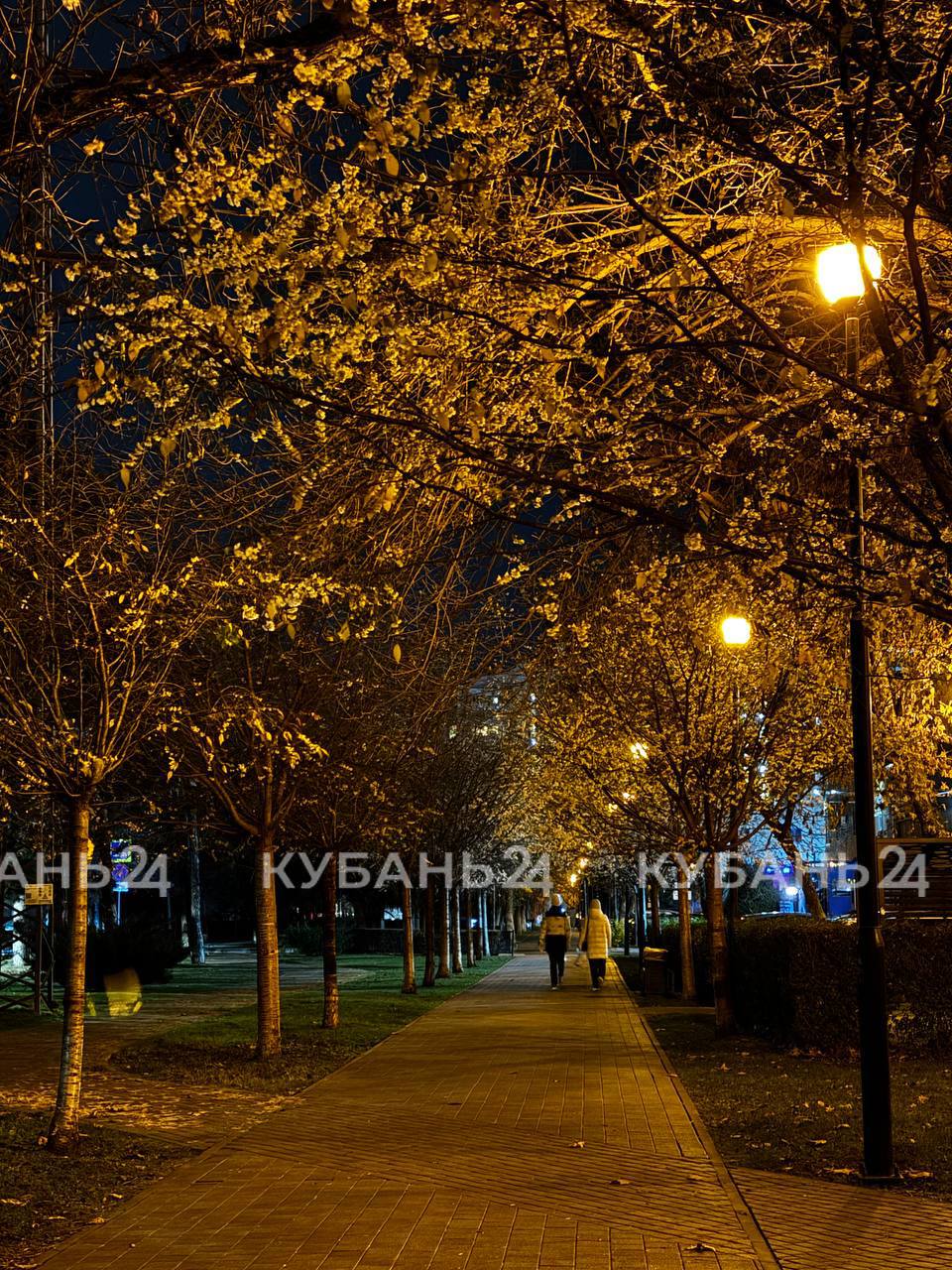 На календаре — зима, на деревьях — соцветия На календаре — зима, на деревьях — соцветия