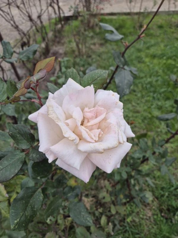 Декабрь? Розы про него не слышали!