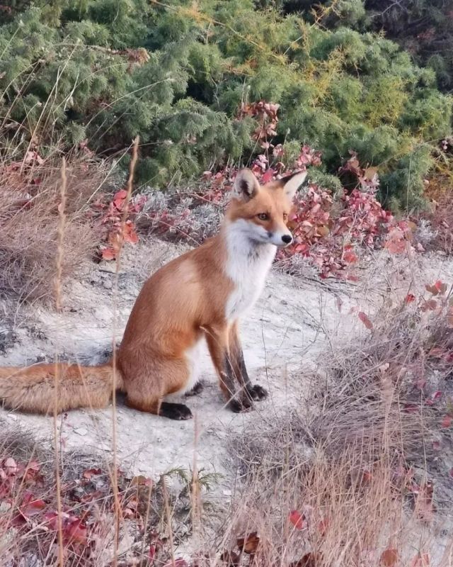 В Новороссийске устроили фотосессию лисе