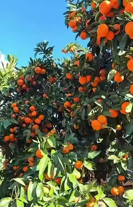 Новогодние мандарины поспели в Сочи