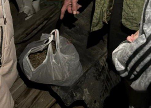 За сбор и хранение конопли житель Гулькевичей ответит в суде