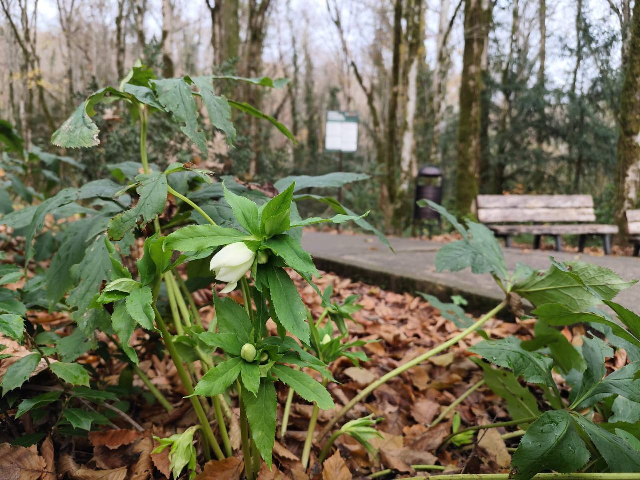 В сочинской Тисосамшитовой роще зацвел первый вестник зимы – зимовник В сочинской Тисосамшитовой роще зацвел первый вестник зимы – зимовник