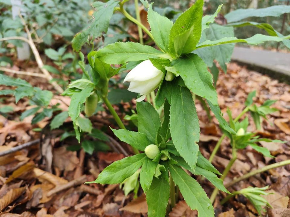 В сочинской Тисосамшитовой роще зацвел первый вестник зимы – зимовник